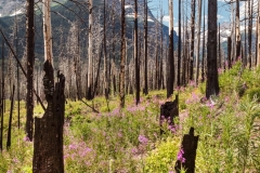 Purple Fireweed
