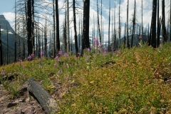 Forrest Regrowth