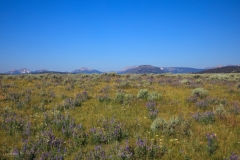 Wildflower Meadow