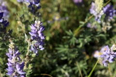 Texas Toad Flax