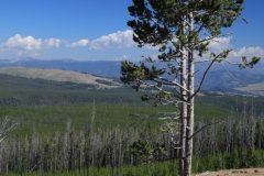 Lodgepole Pine